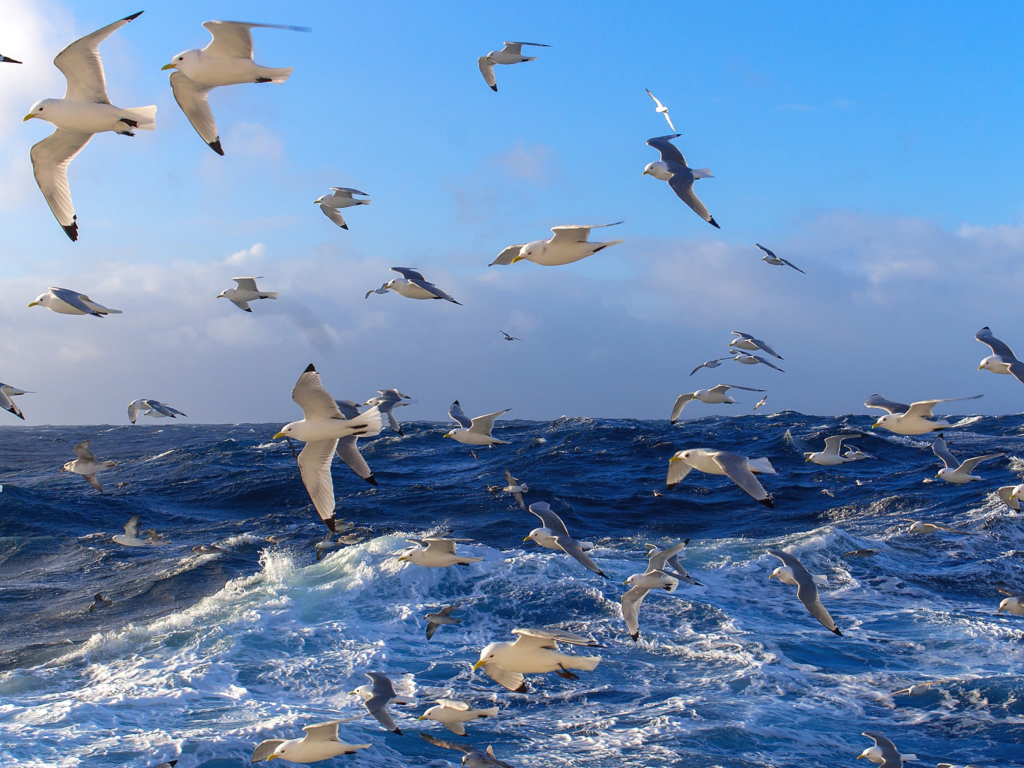 Das Wavy Sea And Seagulls Wallpaper 1024x768