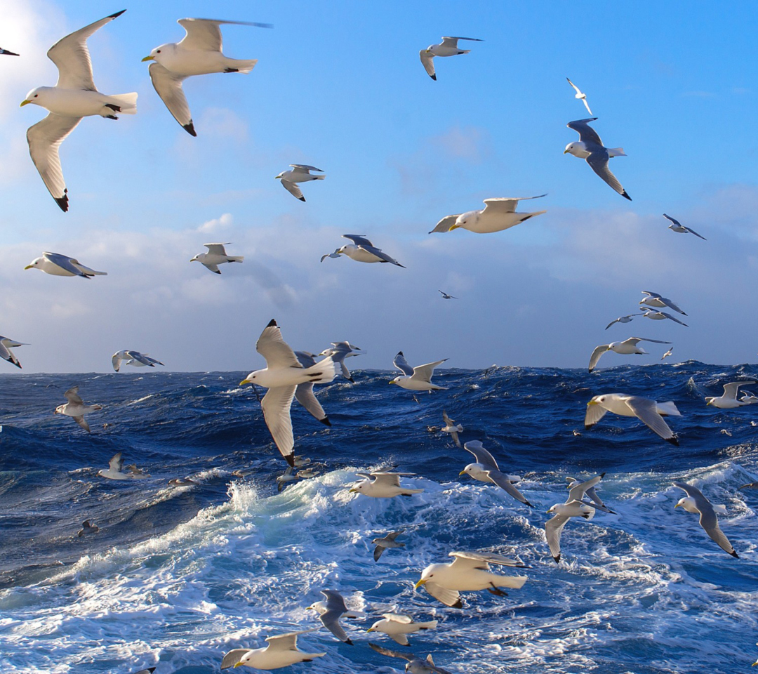 Обои Wavy Sea And Seagulls 1080x960