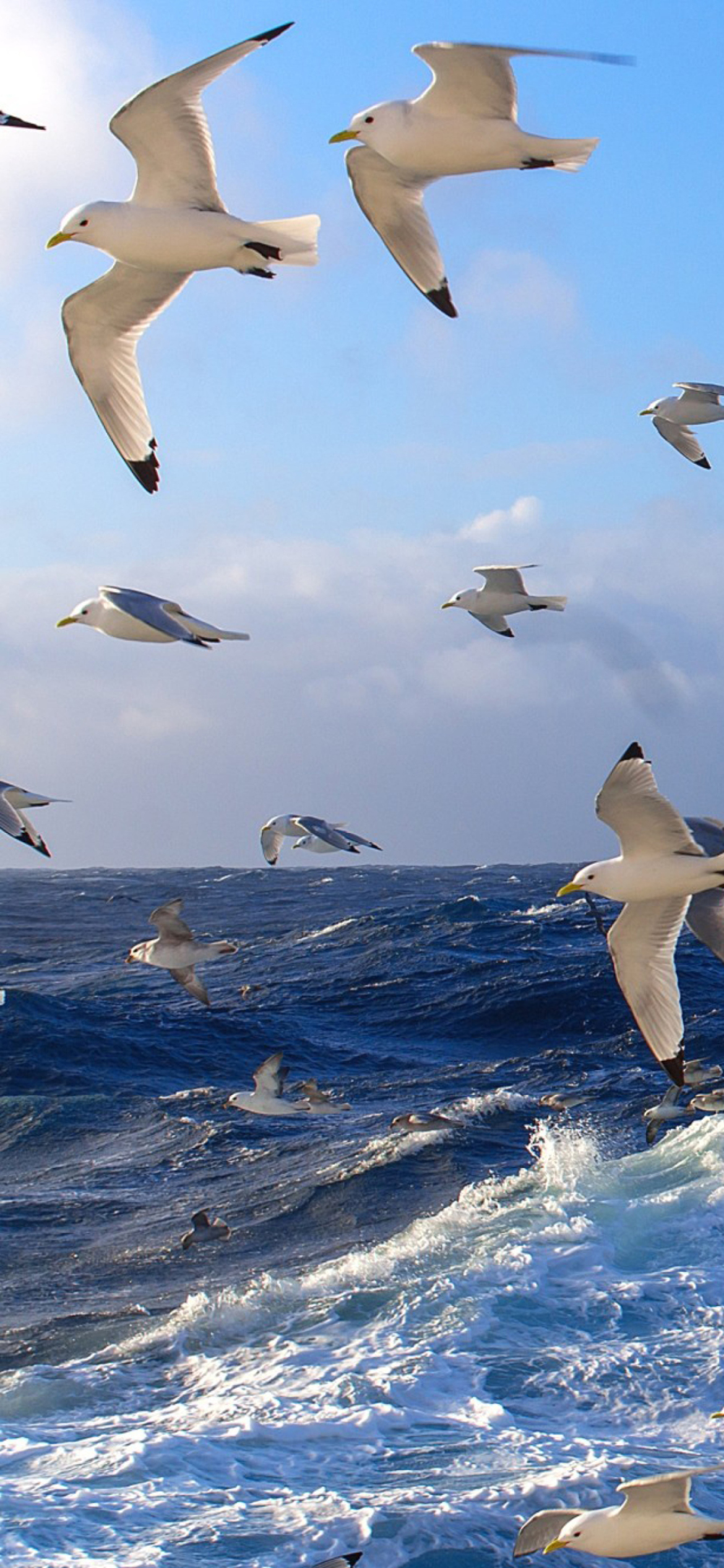 Wavy Sea And Seagulls wallpaper 1170x2532