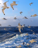 Das Wavy Sea And Seagulls Wallpaper 128x160
