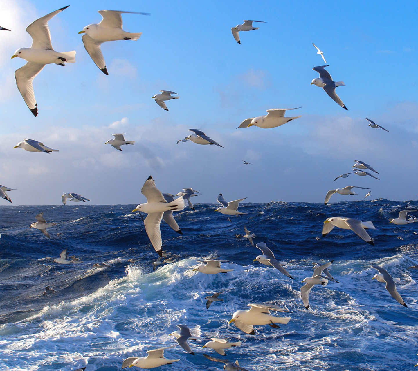 Wavy Sea And Seagulls wallpaper 1440x1280
