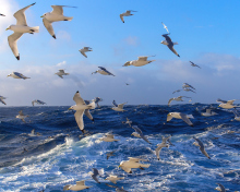 Wavy Sea And Seagulls wallpaper 220x176