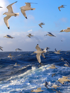 Das Wavy Sea And Seagulls Wallpaper 240x320