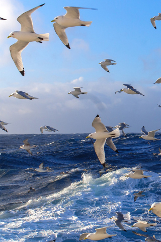 Das Wavy Sea And Seagulls Wallpaper 320x480