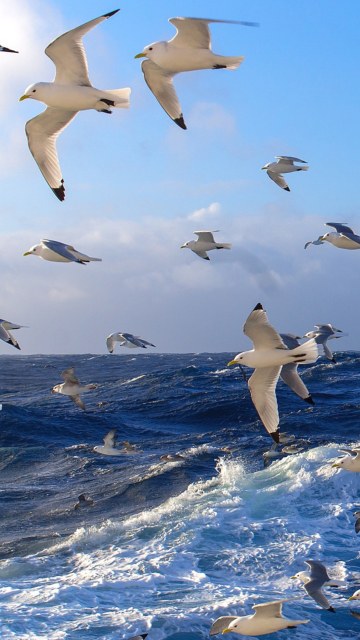 Wavy Sea And Seagulls wallpaper 360x640