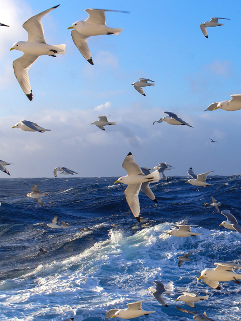 Das Wavy Sea And Seagulls Wallpaper 480x640