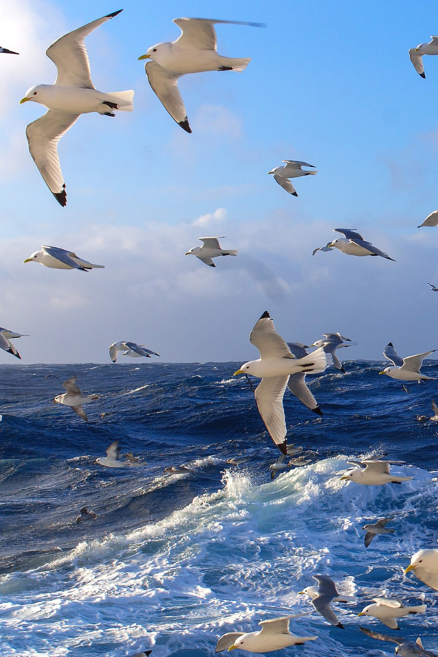 Das Wavy Sea And Seagulls Wallpaper 640x960