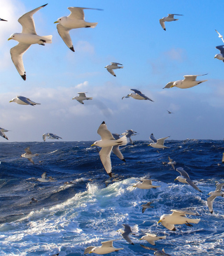 Wavy Sea And Seagulls - Obrázkek zdarma pro Nokia C1-01