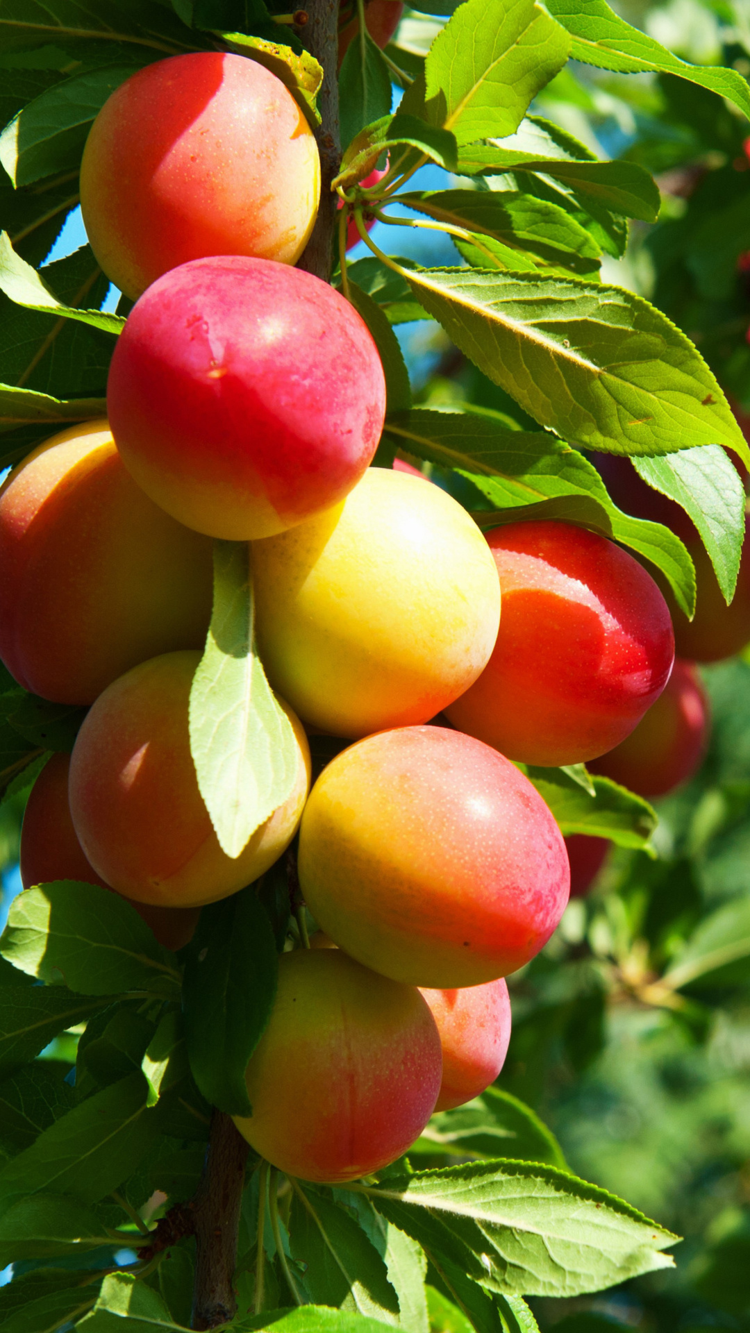 Обои Fruits of plum in spring 1080x1920