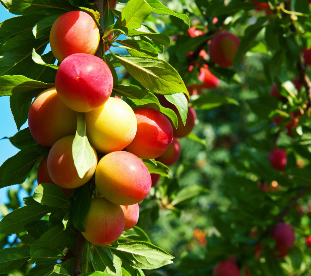 Fruits of plum in spring wallpaper 1080x960