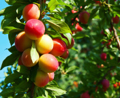 Fruits of plum in spring screenshot #1 176x144
