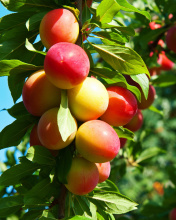 Fondo de pantalla Fruits of plum in spring 176x220