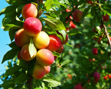 Fruits of plum in spring screenshot #1 220x176