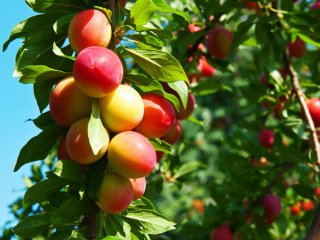 Fruits of plum in spring wallpaper 320x240