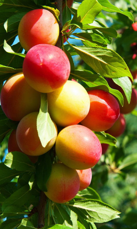 Fruits of plum in spring wallpaper 480x800