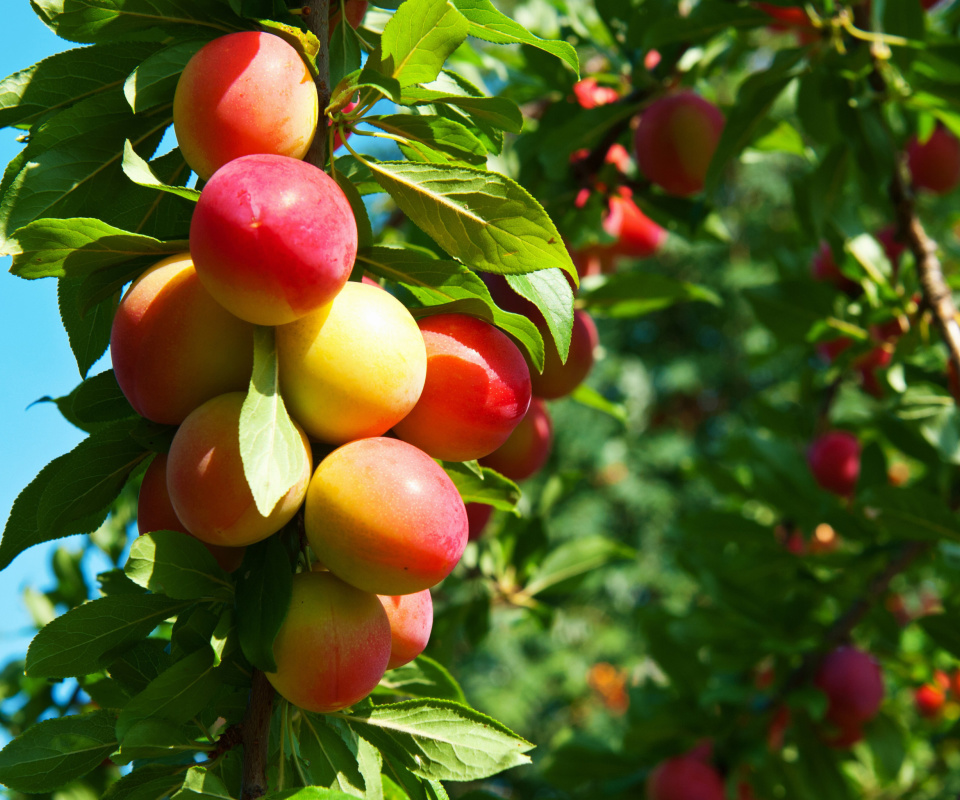 Fondo de pantalla Fruits of plum in spring 960x800