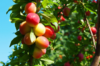 Kostenloses Fruits of plum in spring Wallpaper für Android, iPhone und iPad
