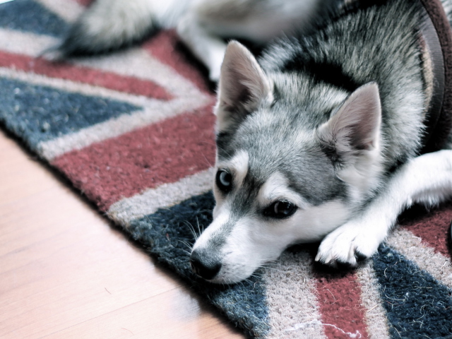 British Dog screenshot #1 640x480