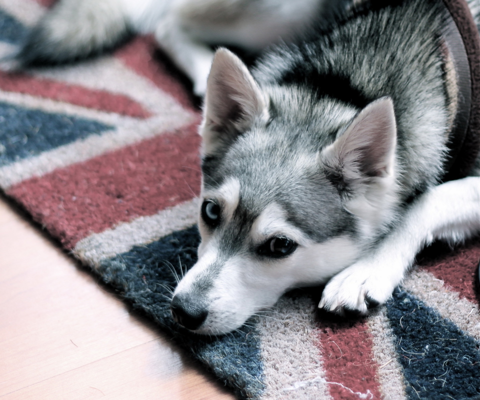 Das British Dog Wallpaper 960x800