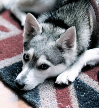 British Dog sfondi gratuiti per iPad Air