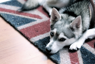 British Dog Background for Android, iPhone and iPad
