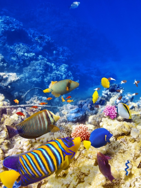 Diving in Tropics wallpaper 480x640