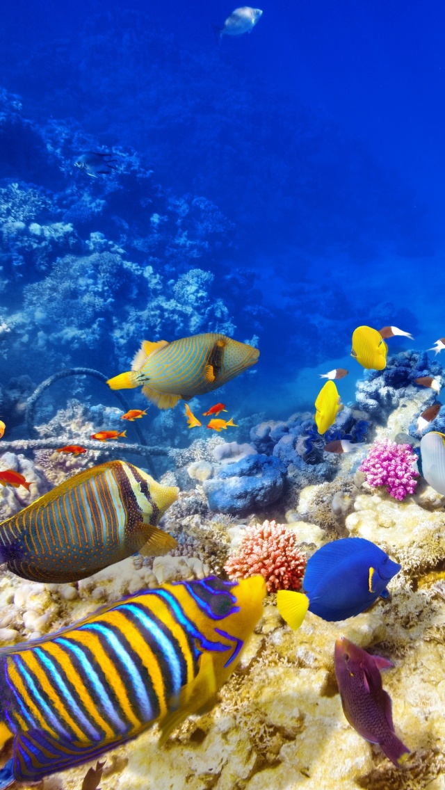 Diving in Tropics wallpaper 640x1136