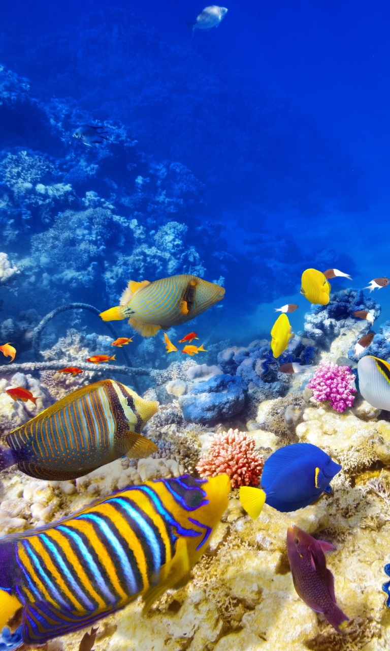 Diving in Tropics wallpaper 768x1280