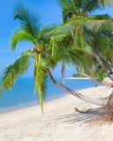 Fondo de pantalla Coconut Paradise 128x160