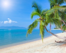 Sfondi Coconut Paradise 220x176