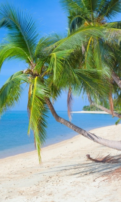 Sfondi Coconut Paradise 240x400