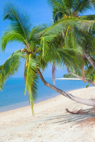 Fondo de pantalla Coconut Paradise 320x480