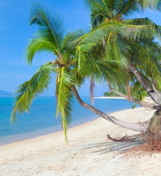 Free Coconut Paradise Picture for 1024x1024