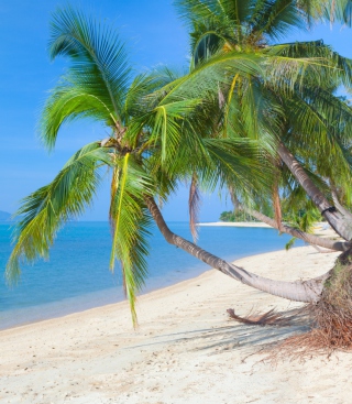 Coconut Paradise - Obrázkek zdarma pro Nokia C-Series