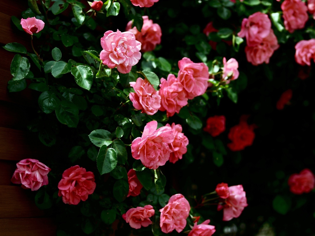 Pink Roses In Garden wallpaper 1024x768