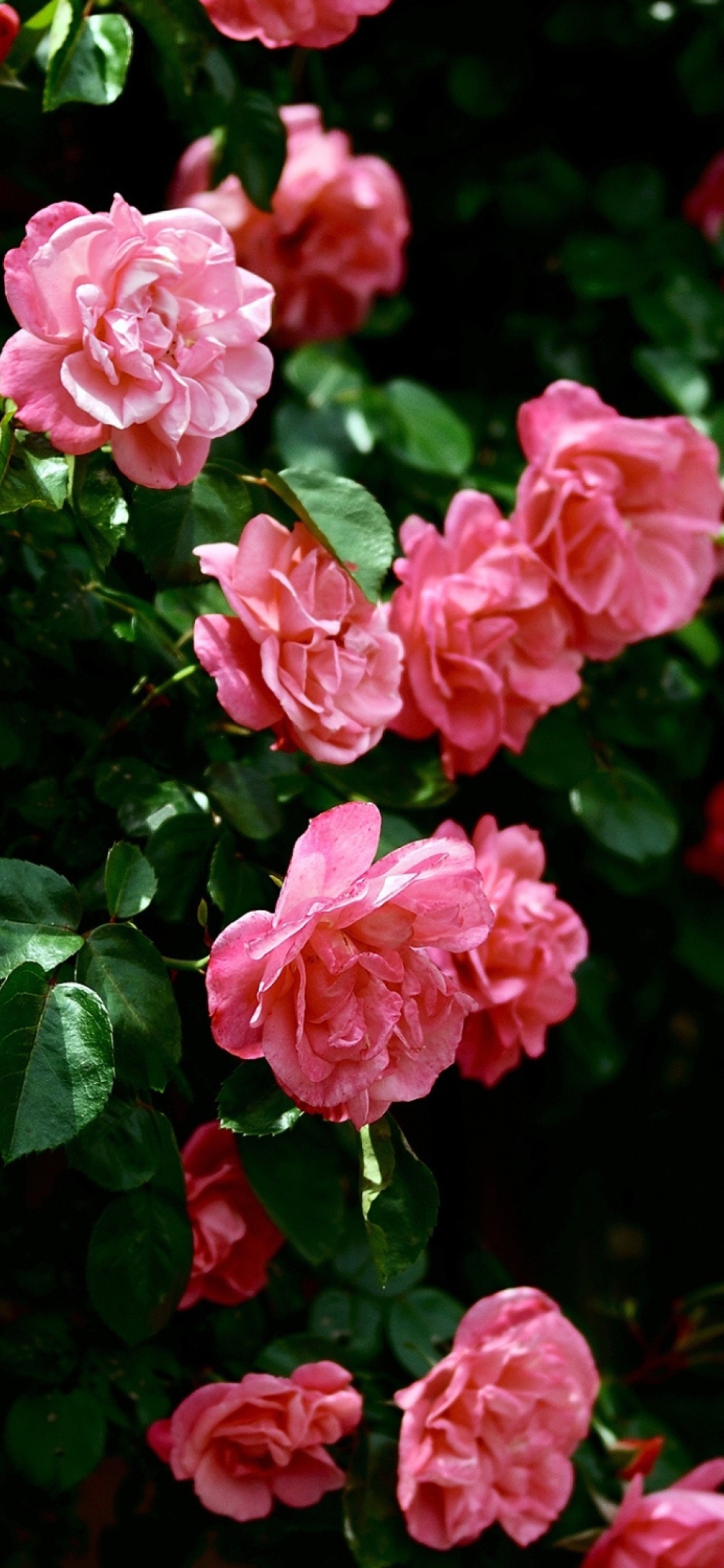 Fondo de pantalla Pink Roses In Garden 1170x2532
