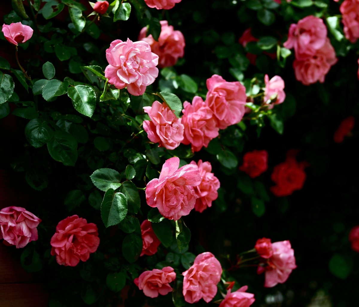 Das Pink Roses In Garden Wallpaper 1200x1024