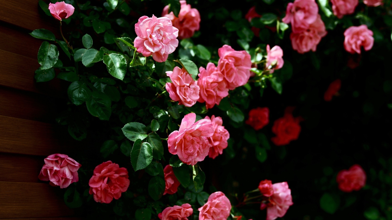 Pink Roses In Garden wallpaper 1366x768