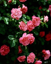 Das Pink Roses In Garden Wallpaper 176x220