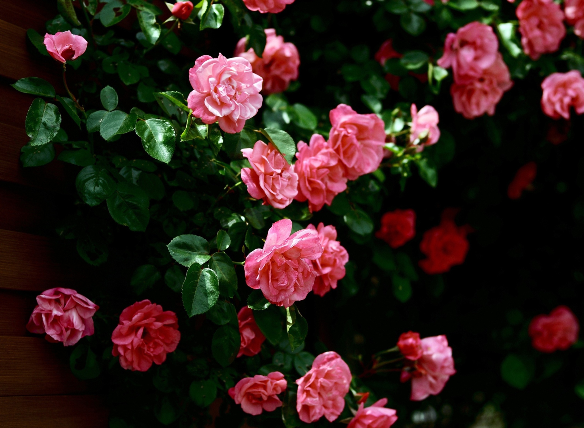 Pink Roses In Garden wallpaper 1920x1408