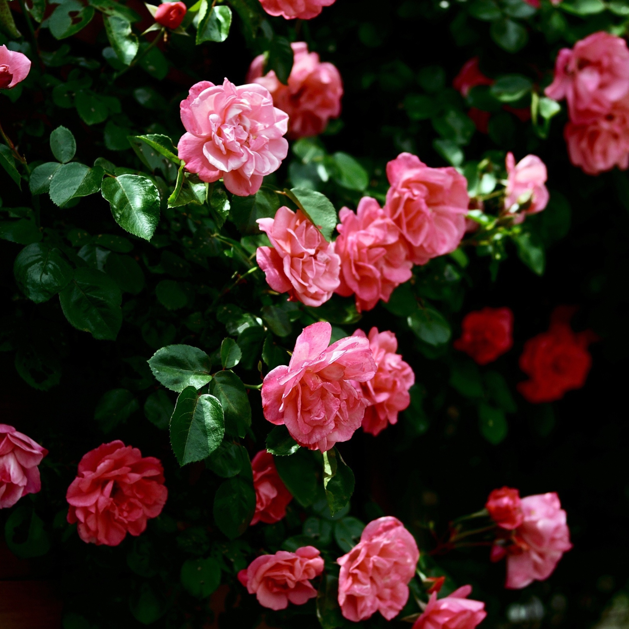 Fondo de pantalla Pink Roses In Garden 2048x2048