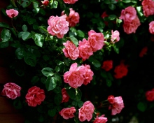 Screenshot №1 pro téma Pink Roses In Garden 220x176