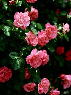 Das Pink Roses In Garden Wallpaper 240x320