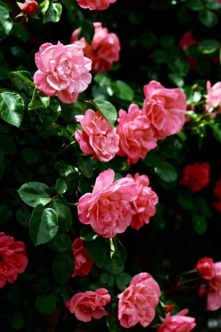 Обои Pink Roses In Garden 320x480