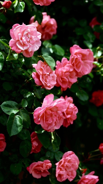 Sfondi Pink Roses In Garden 360x640