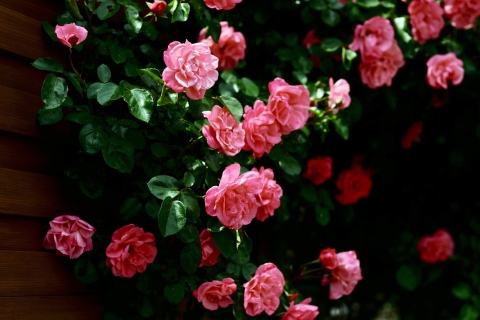Обои Pink Roses In Garden 480x320