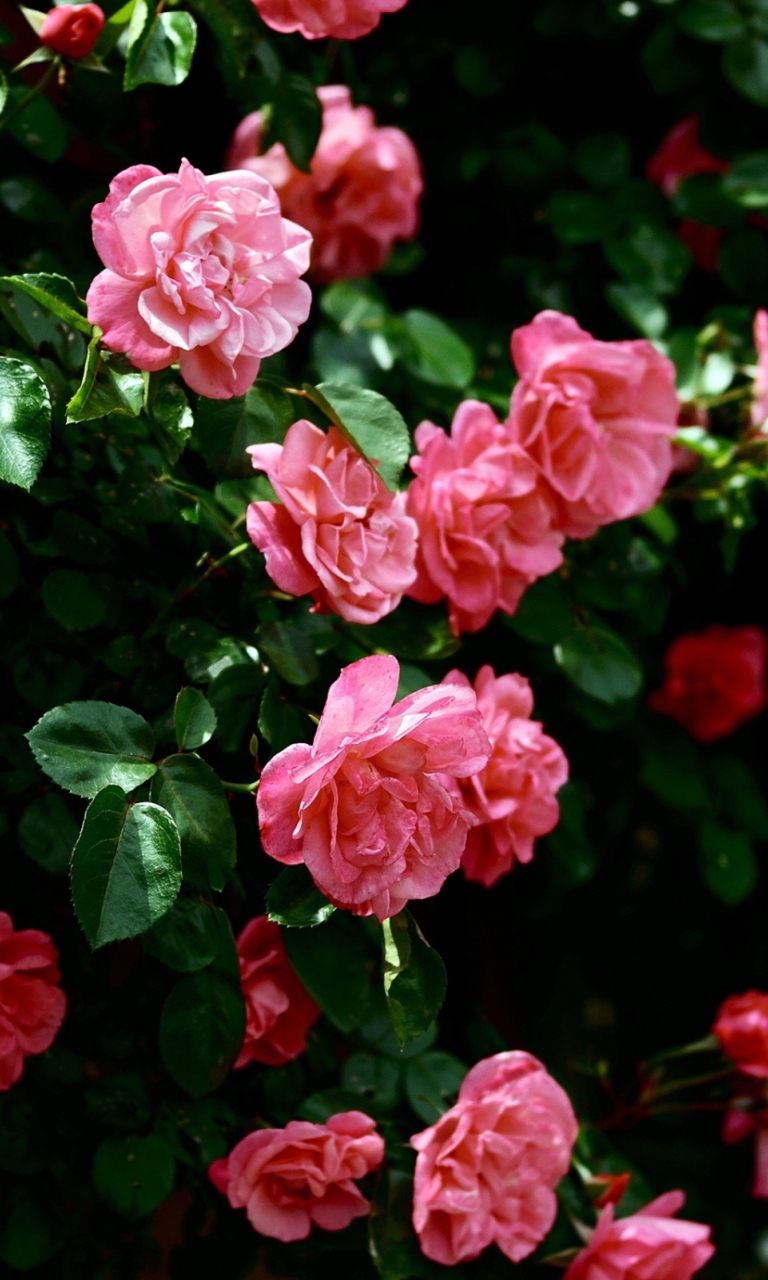 Pink Roses In Garden wallpaper 768x1280