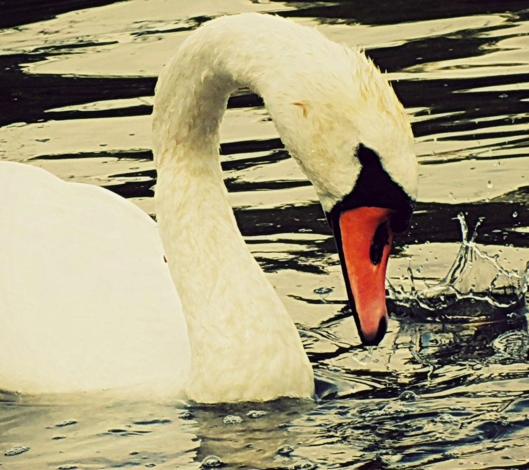 Sfondi White Swan 1080x960