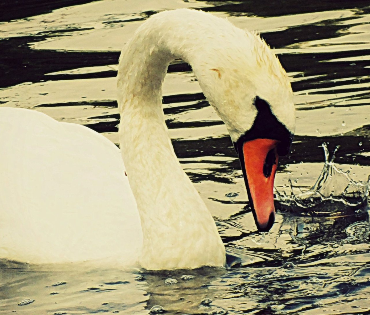 Sfondi White Swan 1200x1024