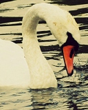 Sfondi White Swan 128x160